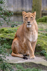 Portrait von einer afrikanischen Löwin