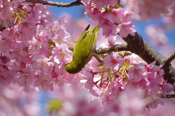 桜の蜜を吸う小鳥　河津桜　メジロ