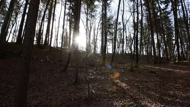 woodland near ceilidh's lake, Trentino Italy
