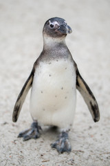 Pinguin Wildlife