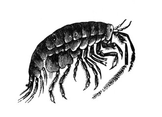 Sandhopper, (Talitrus locusta) beach hopper / Engraved antique illustration from Brockhaus Konversations-Lexikon 1908