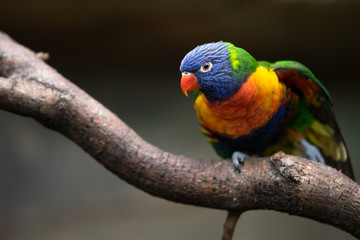 Lori rainbow bird portrait