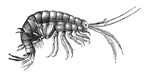 Gammarus pulex (beach flea) / Engraved antique illustration from Brockhaus Konversations-Lexikon 1908