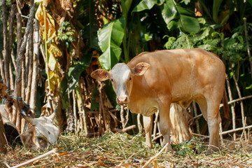 cow and calf