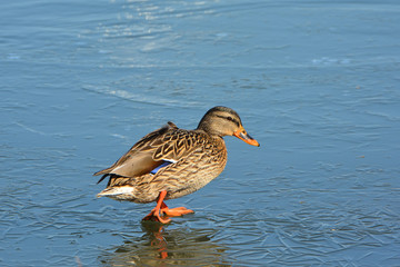 Mallard Duck walking on thin ice