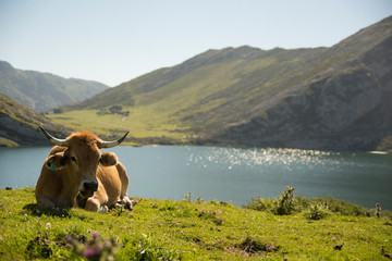 cow resting  on the grass in the mountains in Spain
