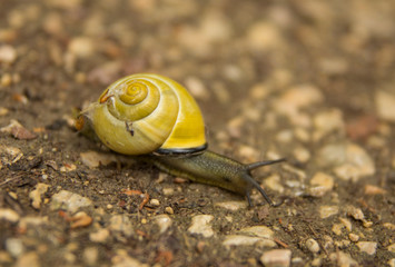 snail on the ground
