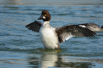 Common Goldeneye Duck drake 