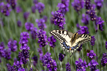Fototapeta na wymiar yellow black butterfly called swallowtail in a field with lavender