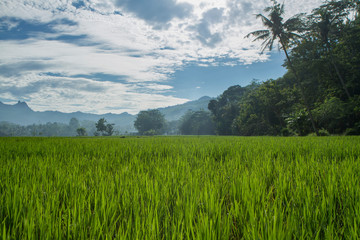 rice field and crop. rice paddy