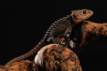 red eye crocodile skink on black background