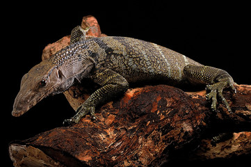 Varanus Rudicollis or Balck Roughed Monitor isolated with black background
