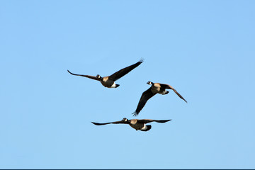 Canada Geese in flight