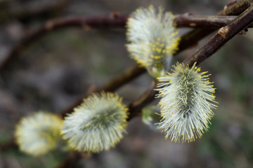 blooming willow branch on the eve of Palm Sunday