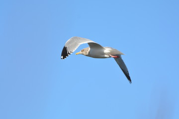 Herring gull in flight