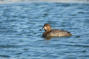Greater Scaup duck hen