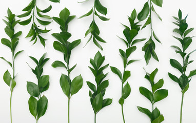 Green plant branches isolated on white background