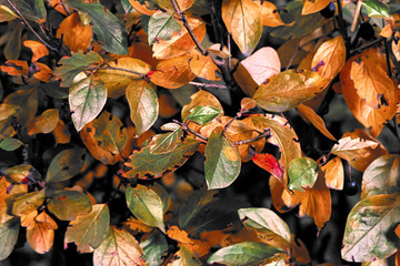 Colorful autumn leaves
