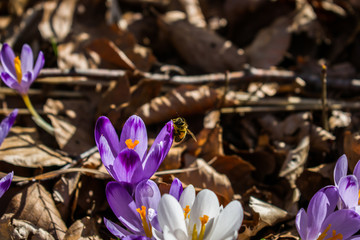 Honey Bee collectnig pollen on purple flower in the forest