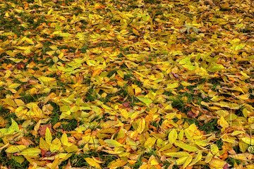 autumn leaves background