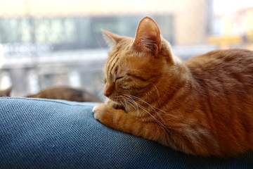猫 眠る ペット 室内 茶色