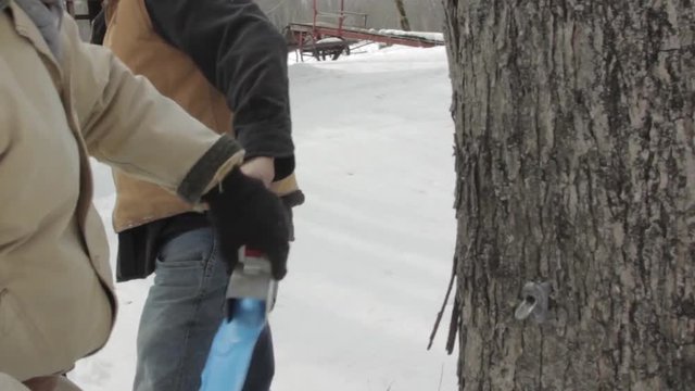 Two Workers Tap Tree With Bag To collect sap for maple sugar With Audio