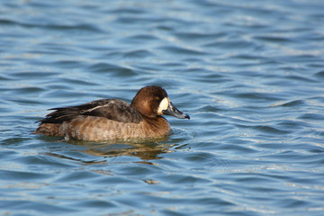 Greater Scaup duck hen