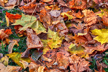 Autumn leaves in the forest