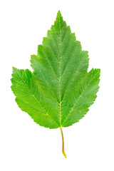 Fototapeta premium Black currant leaf isolated on white background.