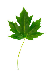 Green canadian marple tree leaf cut out on white background.