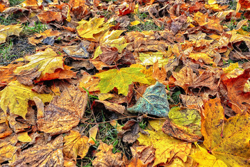 Autumn leaves in the forest