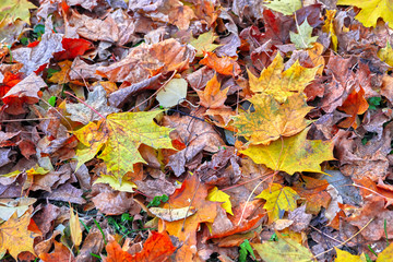 Autumn leaves in the forest