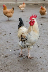 Farming, free-range chickens in the yard in the summer