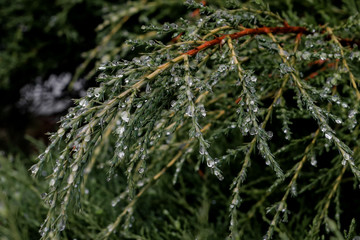 Dew drops on a cloudy afternoon on the pine leaves of a pine tree