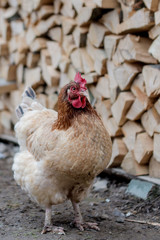 Preparation, storage and stacking of firewood for winter. pile of firewood. chickens and roosters roaming between firewood. hen and rooster roaming around the willage