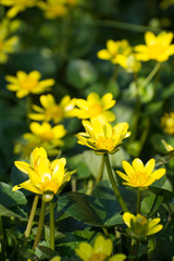 ヒメリュウキンカ