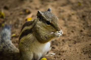 an indian squirrel