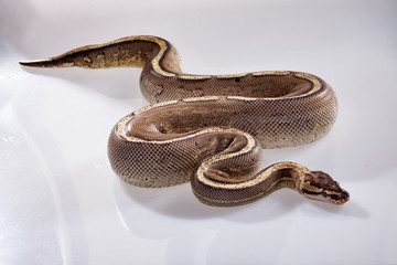 royal python or ball python snake on white background