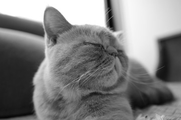 猫 眠る ペット 室内 モノクロ