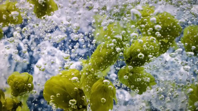 Hop in Water