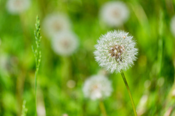Dandelion in a green meadow
