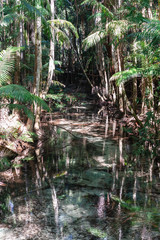 Creek in the jungle with the most clear and transparent water