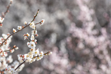 満開に咲く梅の花