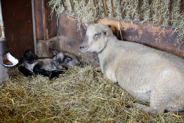 schaffamilie