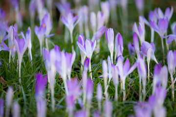 Naklejka premium krokus