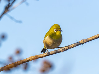 Japanese white-eye perched in a tree 5