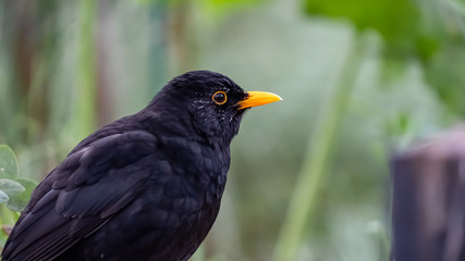 Male Blackbird sitting in green background shot