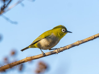 Japanese white-eye perched in a tree 6