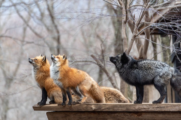 空を見上げる三匹の狐