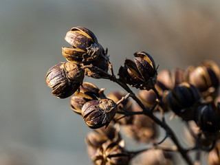 dark hibiscus seeds opening in winter © Hanstography